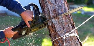 Best Tree Cabling and Bracing  in Willow Oak, FL