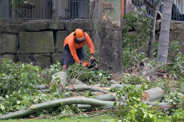 Best Emergency Tree Removal  in Willow Oak, FL