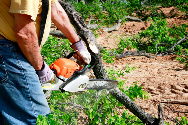 Best Tree Trimming and Pruning  in Willow Oak, FL