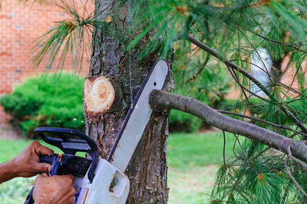 Best Hedge Trimming  in Willow Oak, FL